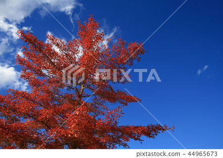 Autumn leaves 44965673