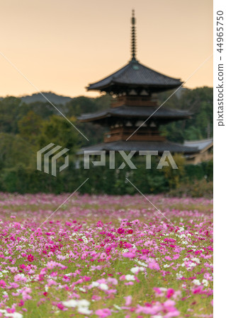 Houki Temple Cosmos twilight Houki Temple Cosmos twilight 44965750