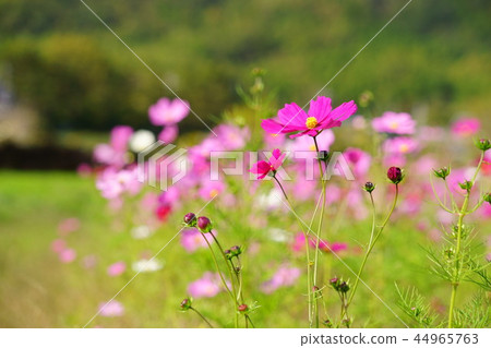 Cosmos blooming in the field Cosmos blooming in the field 44965763