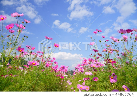 Pink all colors, cosmos 4 to look up in the autumn sky Pink all colors, cosmos 4 to look up in the autumn sky 44965764