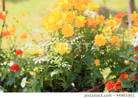 秋天顏色垂懸的籃子花 秋天顏色垂懸的籃子花 44965901