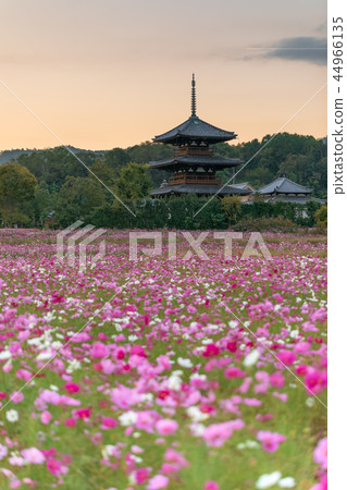 Houki Temple宇宙暮光之城 44966135