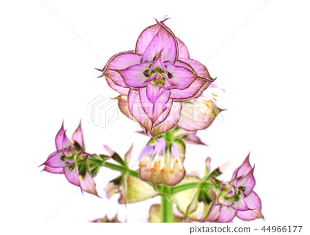 Clary Sage (Salvia Sclarea) Medicinal Herb Flower  44966177