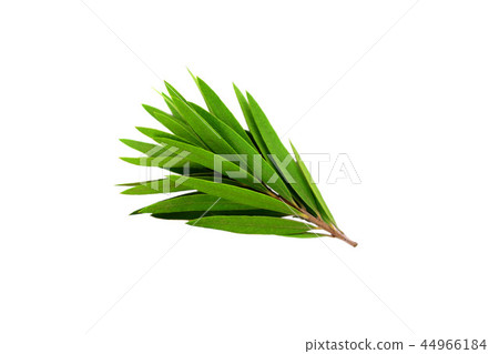 Isolated Tea Tree Branch (Melaleuca). 44966184