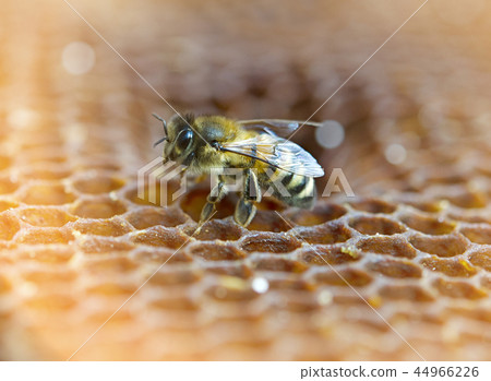 working bee working bee 44966226