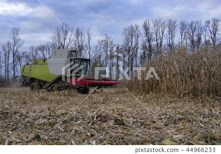 harvesting of corn harvesting of corn 44966233