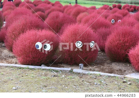 Kokia Kokia 44966283