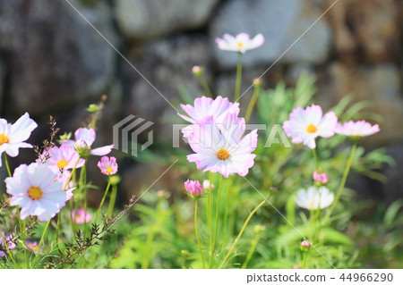 波斯菊花 波斯菊花 44966290