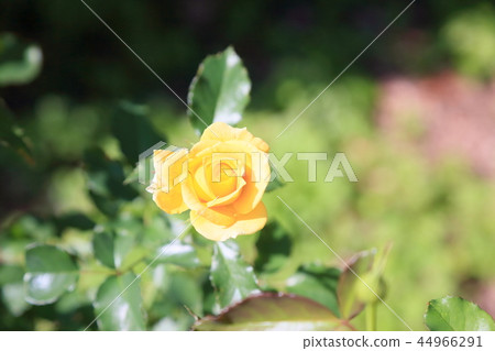 秋天玫瑰金黃邊界花 44966291