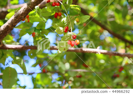 Fruit of Sanshu 44966292