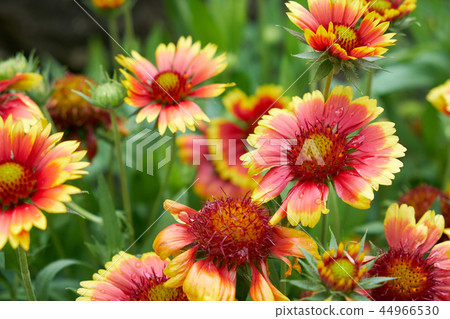 A thousand people 44966530