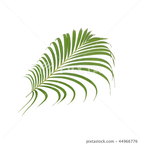 green palm leaf on white background green palm leaf on white background 44966776