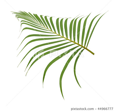 green palm leaf on white background green palm leaf on white background 44966777