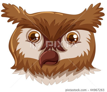 An owl face on white background An owl face on white background 44967263