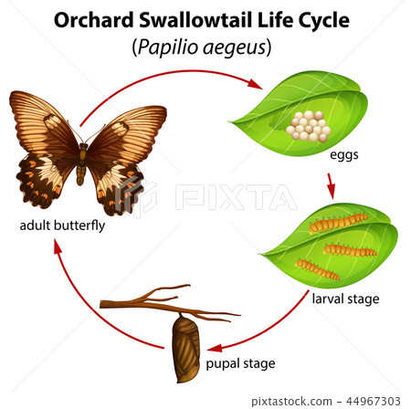 Orchard swallowtail life cycle 44967303