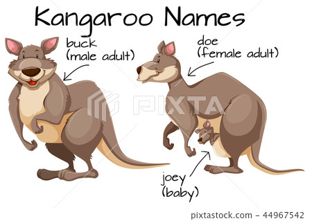 Kangaroo and body part - Stock Illustration [44967542] - PIXTA