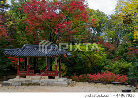 朝鮮皇家園林花園和昌德宮秋天 朝鮮皇家園林花園和昌德宮秋天 44967926