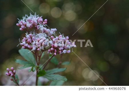 富士巴卡馬 44968076