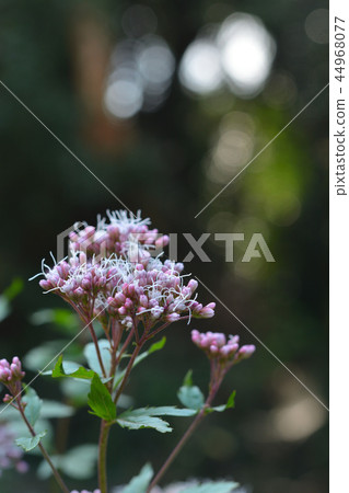 富士巴卡馬 44968077