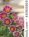 Spray Kikumai windmill 44968869