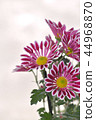 Spray Kikumai windmill 44968870