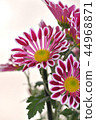Spray Kikumai windmill 44968871