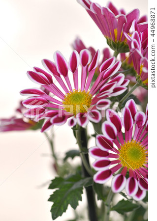 Spray Kikumai windmill 44968871