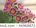 Spray Kikumai windmill 44968872