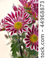 Spray Kikumai windmill 44968873