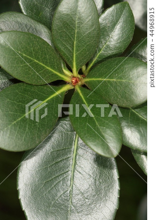 It is a nature plant sharinbai, a leaf. The leaf attached to the branch tip is like a spoke of a wheel, and the flower resembles a plum flower, so the wheel plum It is a nature plant sharinbai, a leaf. The leaf attached to the branch tip is like a spoke of a wheel, and the flower resembles a plum flower, so the wheel plum 44968915