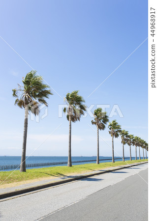 千葉福尼亞 44968917