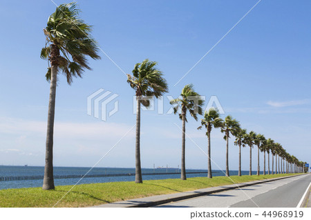 Chiba Fornia 44968919