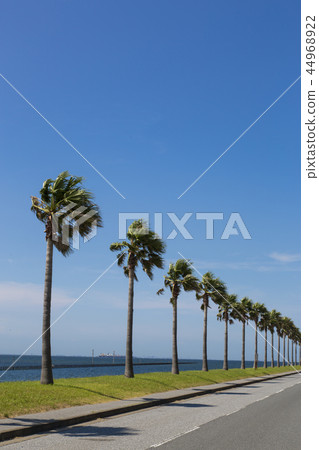 千葉福尼亞 千葉福尼亞 44968922