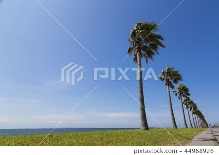 Chiba Fornia 44968926
