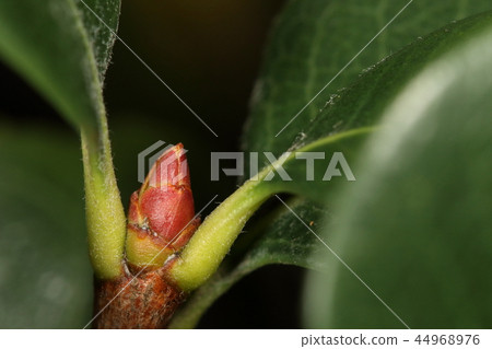 Nature Plants Sharimbai, mid-October, but with a nice winter sprout. It seems that preparation is very early Nature Plants Sharimbai, mid-October, but with a nice winter sprout. It seems that preparation is very early 44968976