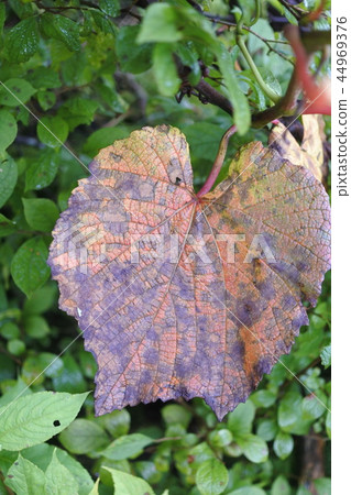 秋天的落葉 44969376