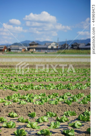 Rural landscape lettuce field Rural landscape lettuce field 44969473