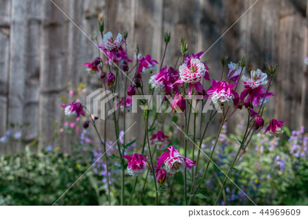 Purple Aquilegia flower on natural background, close up Purple Aquilegia flower on natural background, close up 44969609