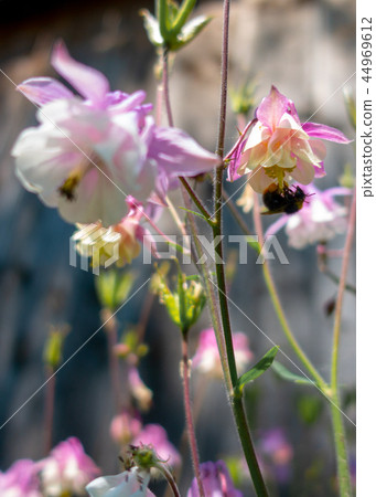 Purple Aquilegia flower on natural background, close up 44969612