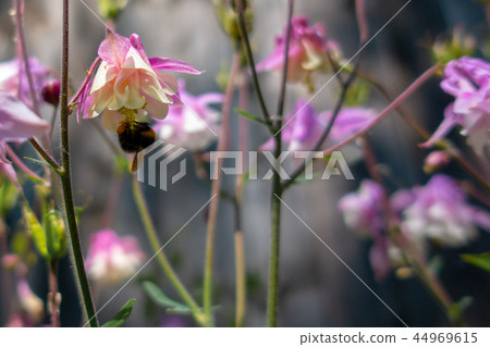 Purple Aquilegia flower on natural background, close up 44969615