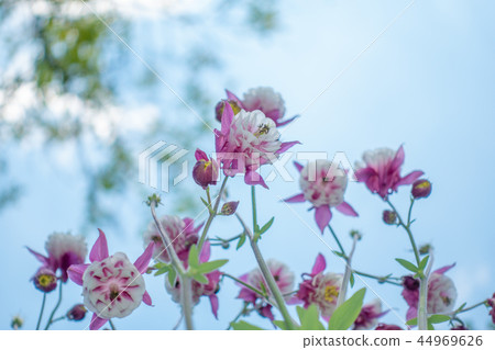Purple Aquilegia flower on natural background, close up, unique angle from below 44969626