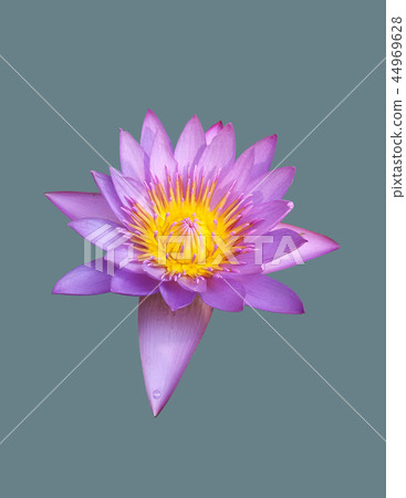 Open lotus flower 44969628