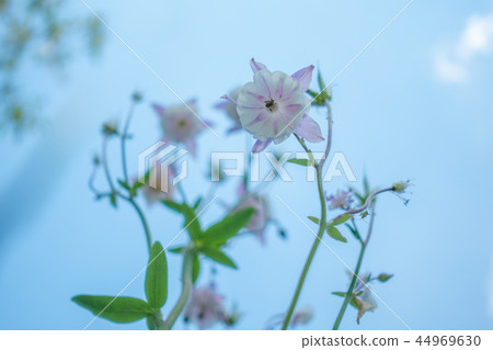 Purple Aquilegia flower on natural background, close up, unique angle from below Purple Aquilegia flower on natural background, close up, unique angle from below 44969630
