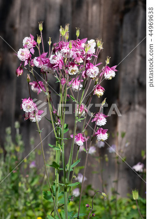Purple Aquilegia flower on natural background, close up 44969638