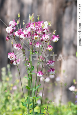 Purple Aquilegia flower on natural background, close up 44969656