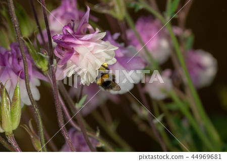 Purple Aquilegia flower on natural background, close up 44969681