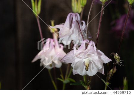 Purple Aquilegia flower on natural background, close up 44969710