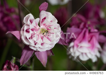 Purple Aquilegia flower on natural background, close up 44969763