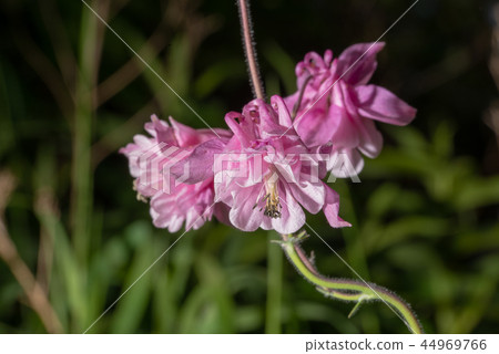 Purple Aquilegia flower on natural background, close up 44969766