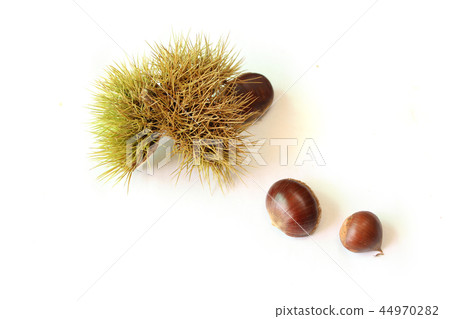 板栗和栗子 板栗和栗子 44970282